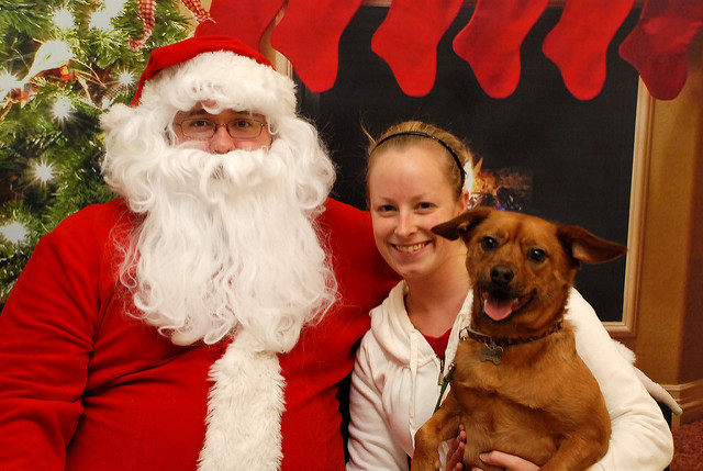 Dog with santa