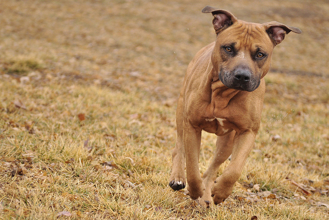 capital humane society-dog running