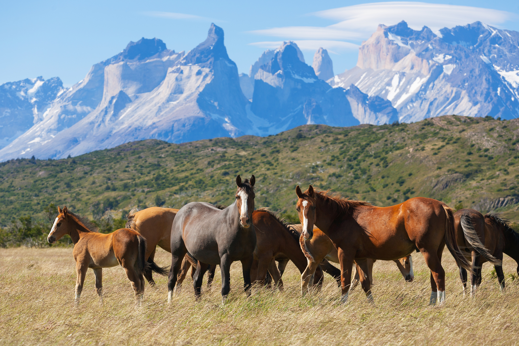horses in the field