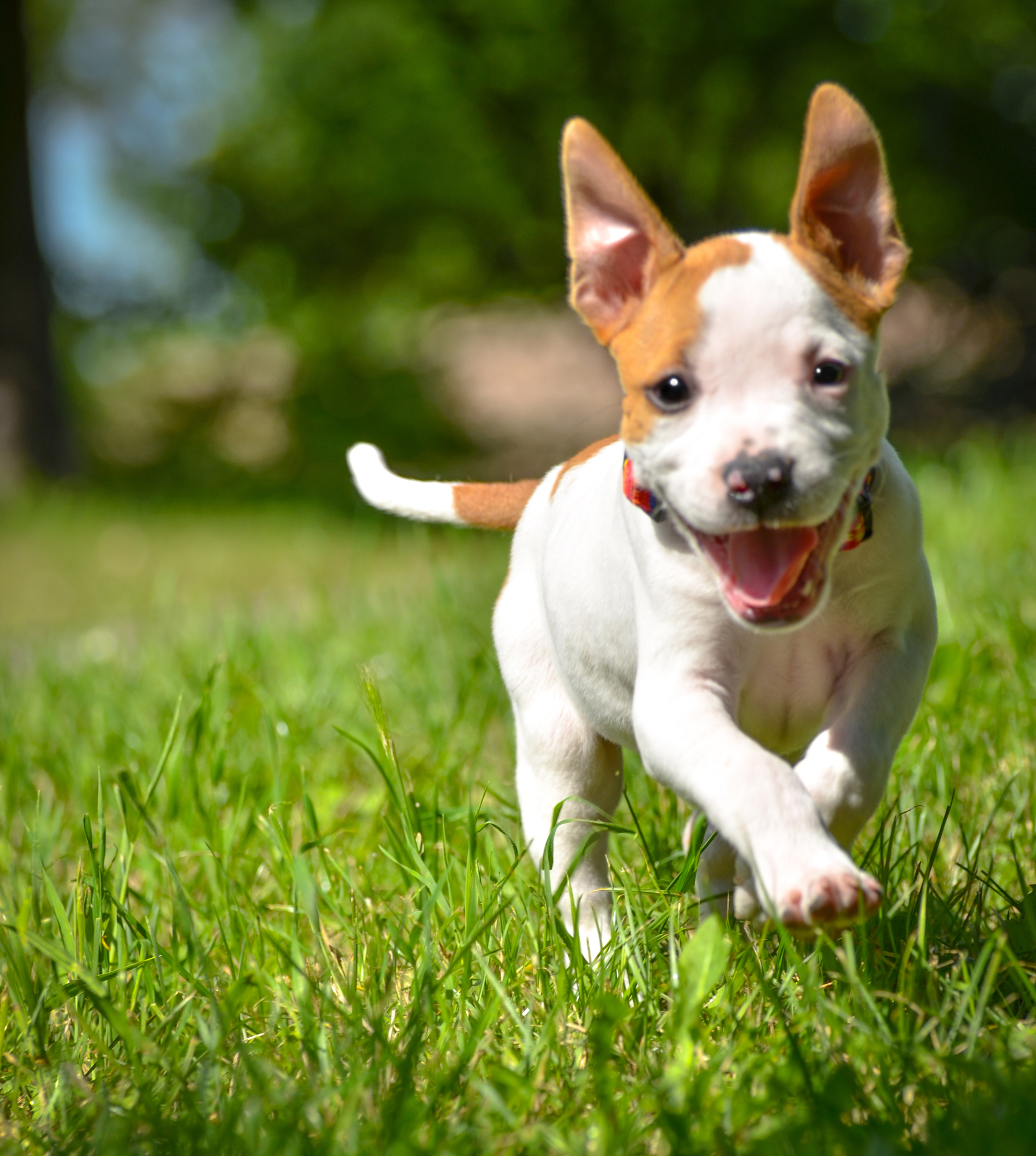 Cute Stafford puppy running on field