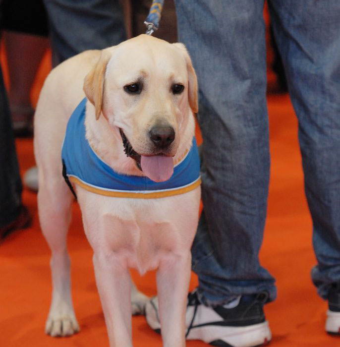 Guiding Eyes for the Blind