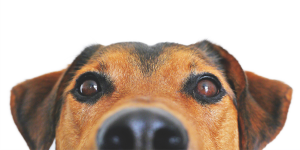 dog looking straight