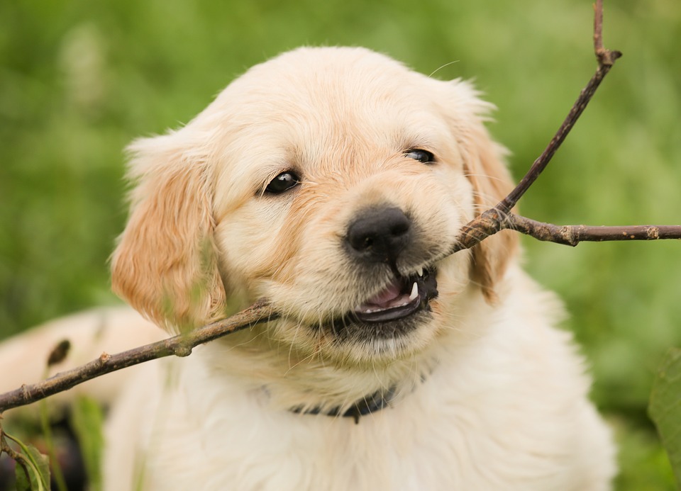 puppy playing with stick