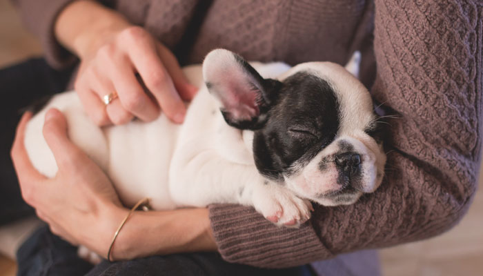 Puppy in arms