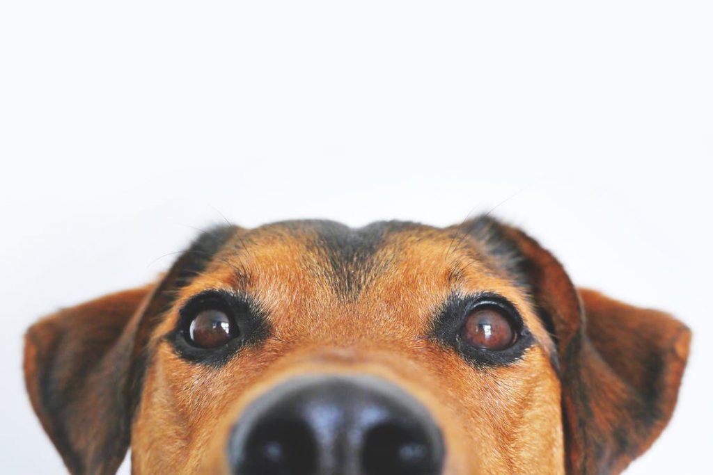 close up look at a dog
