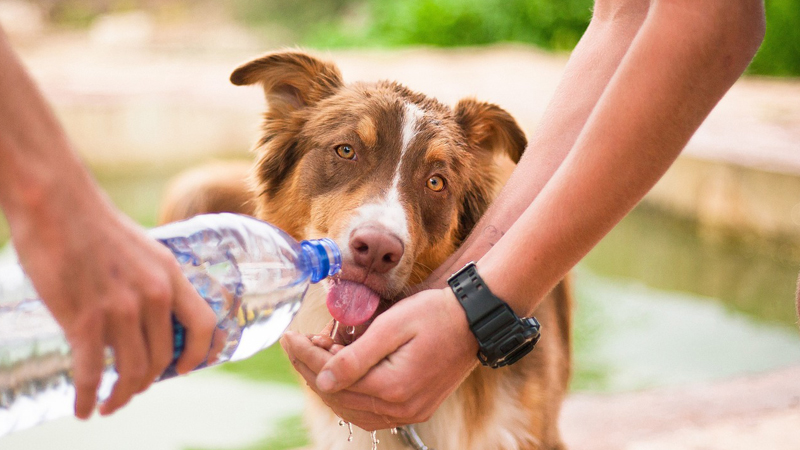 dog drinking water