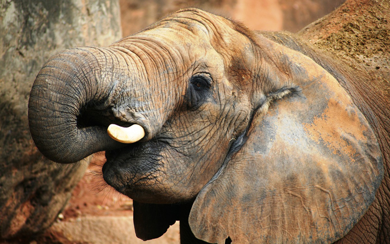 elephant eating