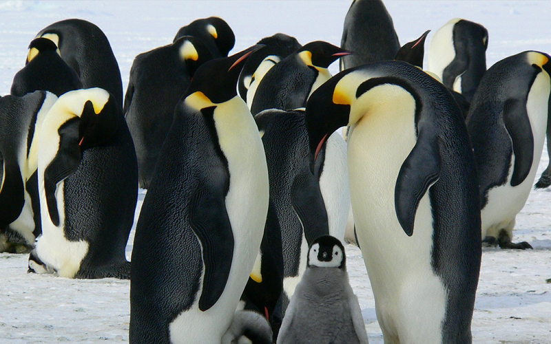 group of penguins