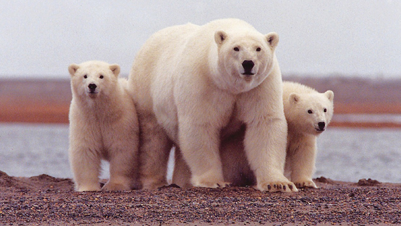 three polar bears