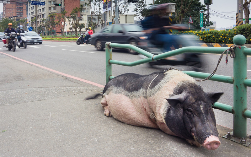pig in the street
