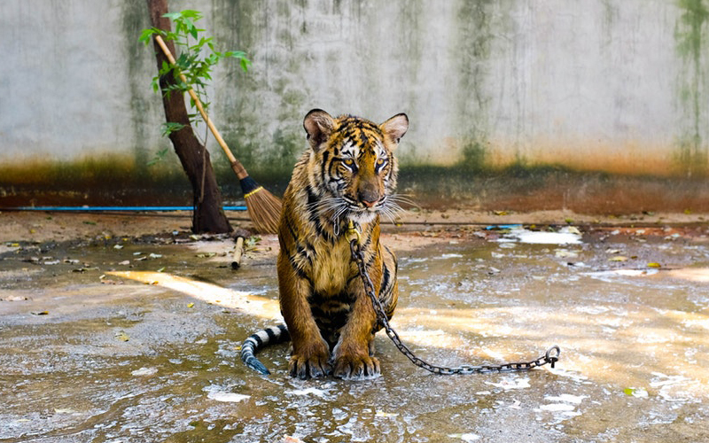 tiger in chain