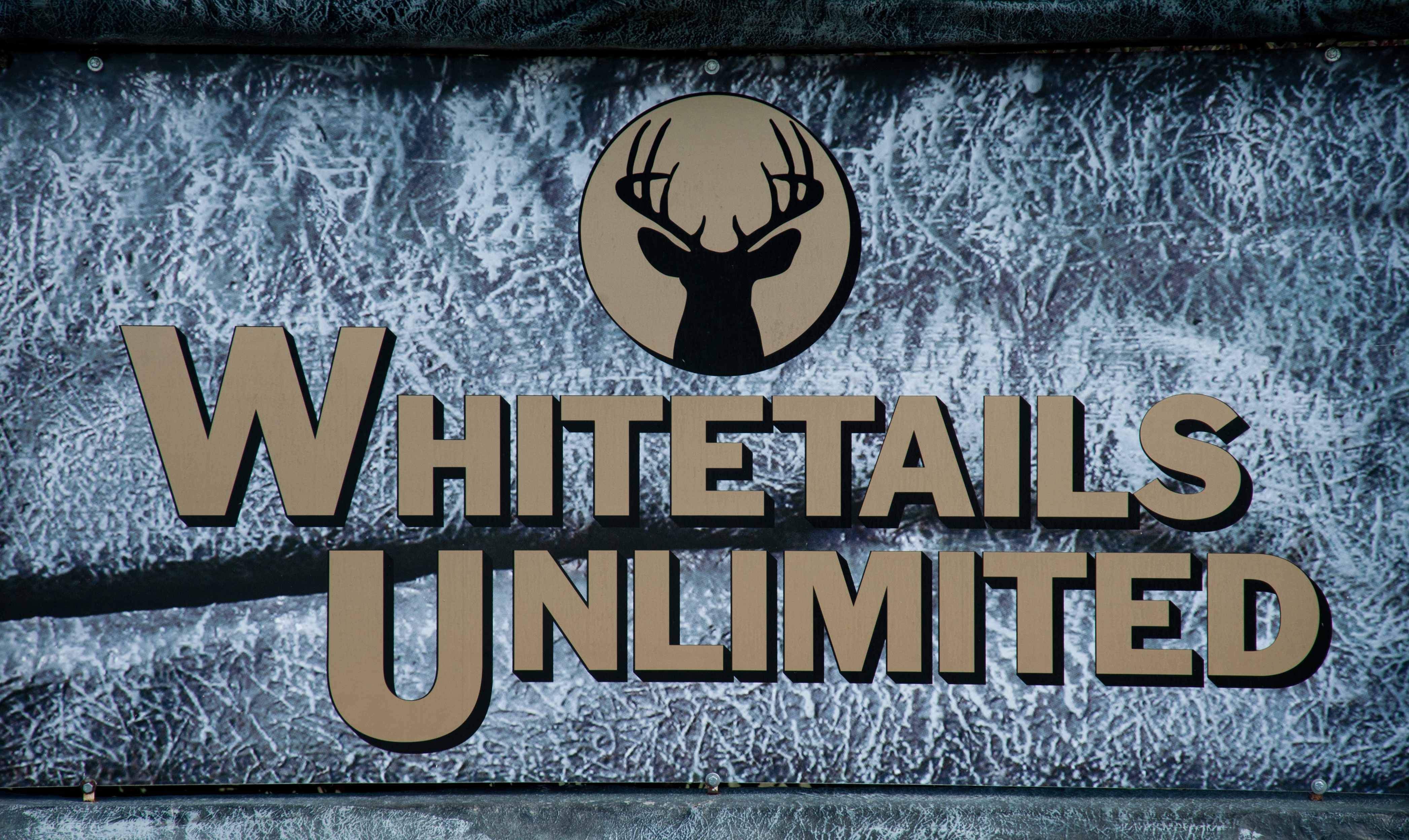 whitetails
