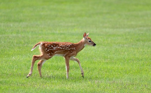 whitetail deer