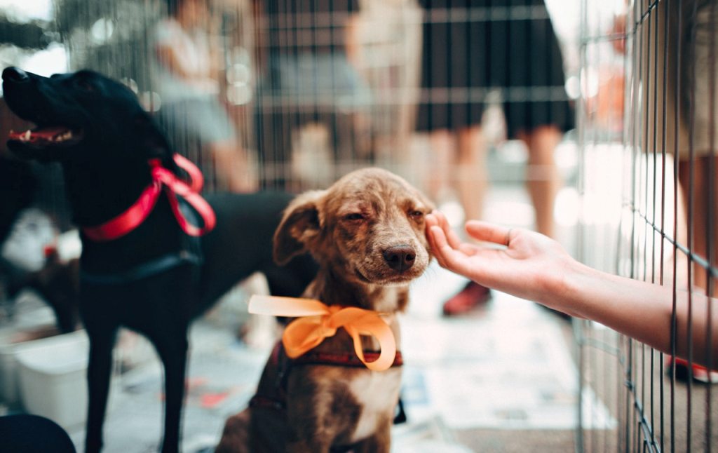 Person touching puppy in animal shelter