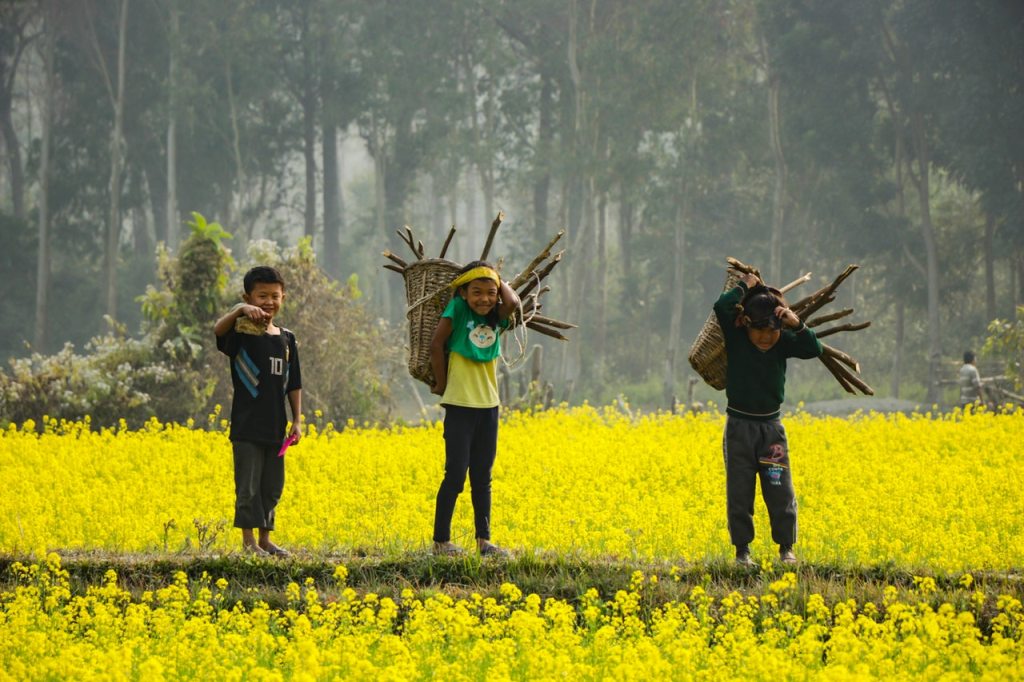 Three boys on yellow flower beds