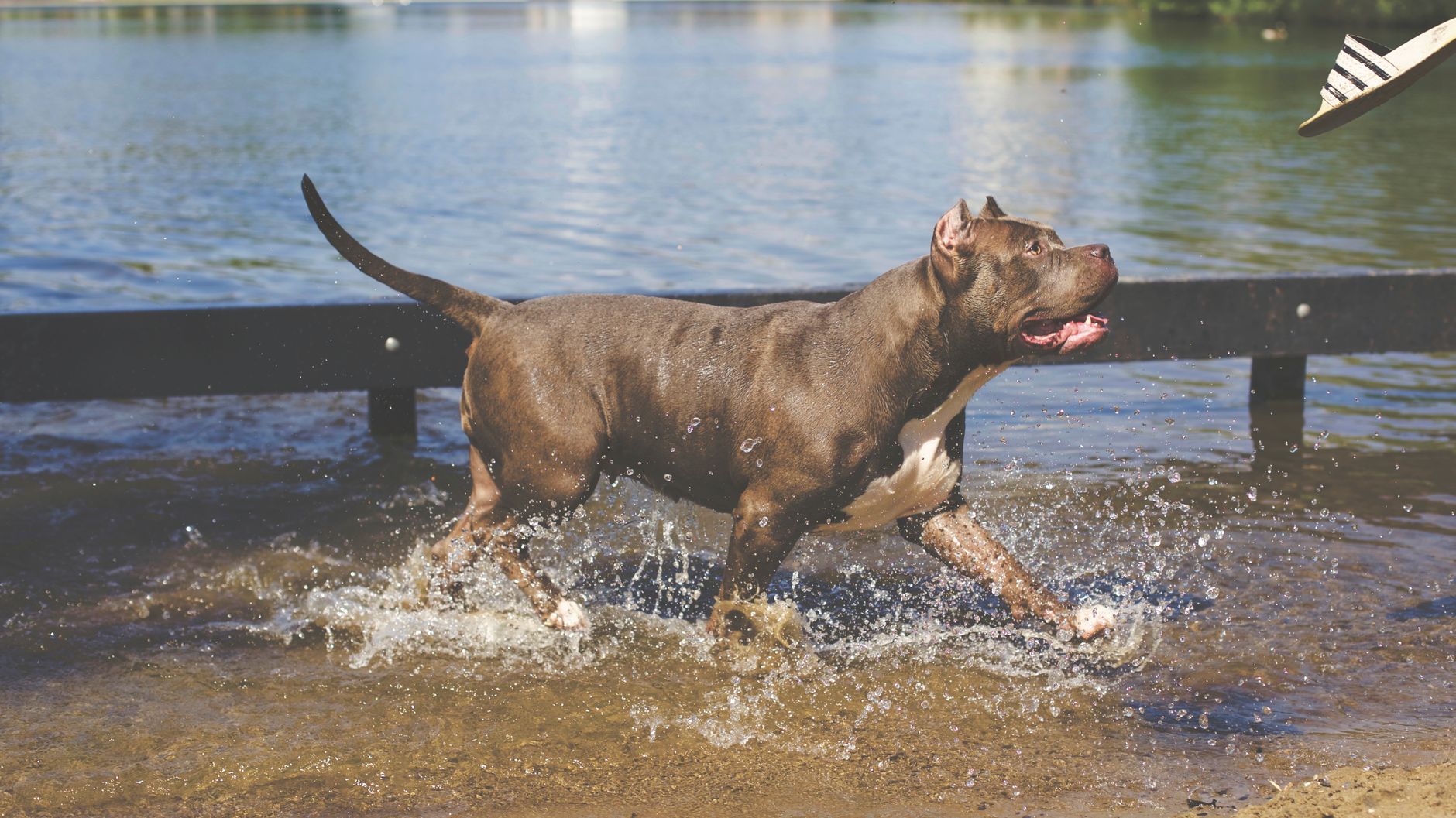 dog running in the water