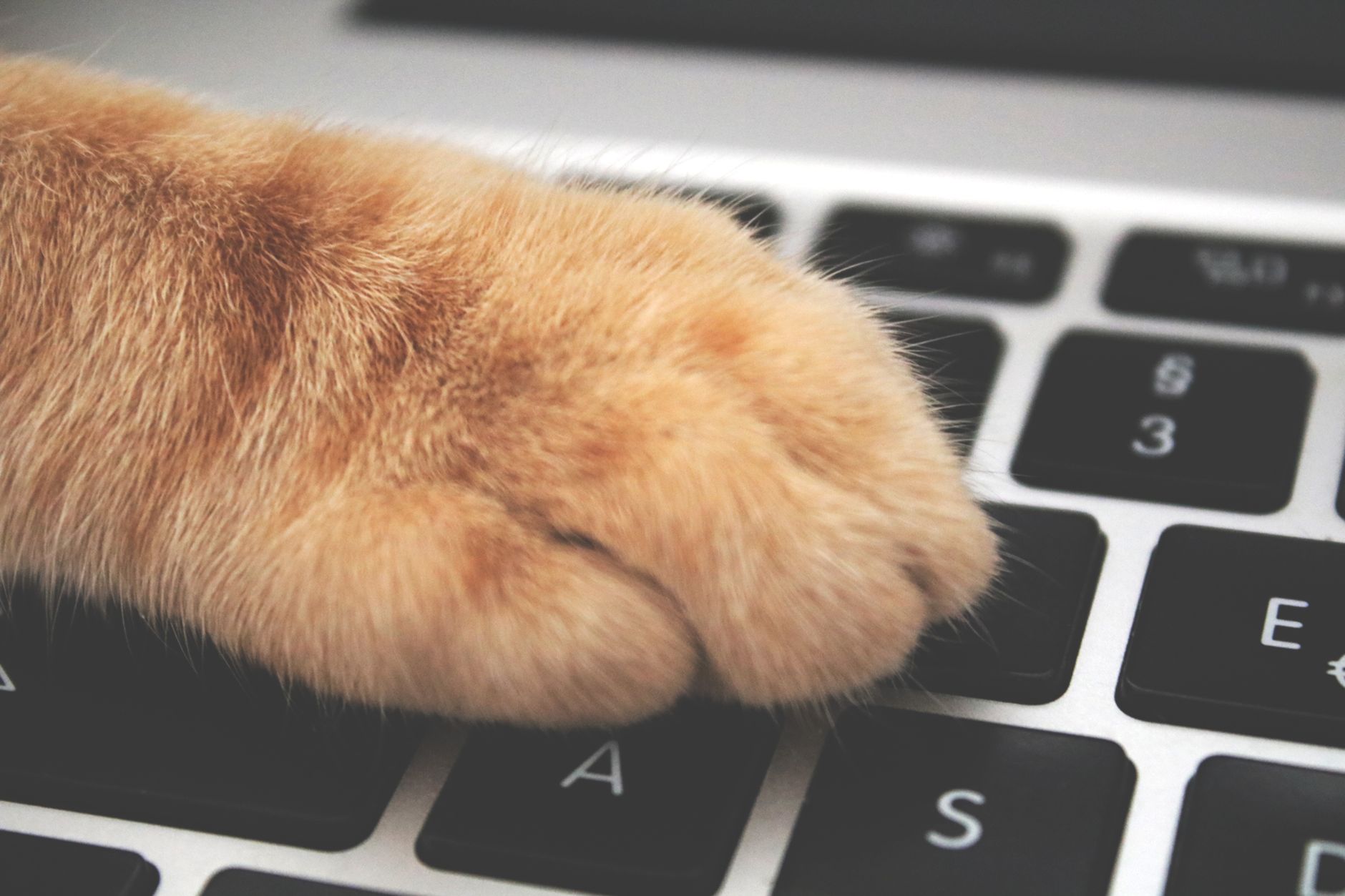 paw on keyboard