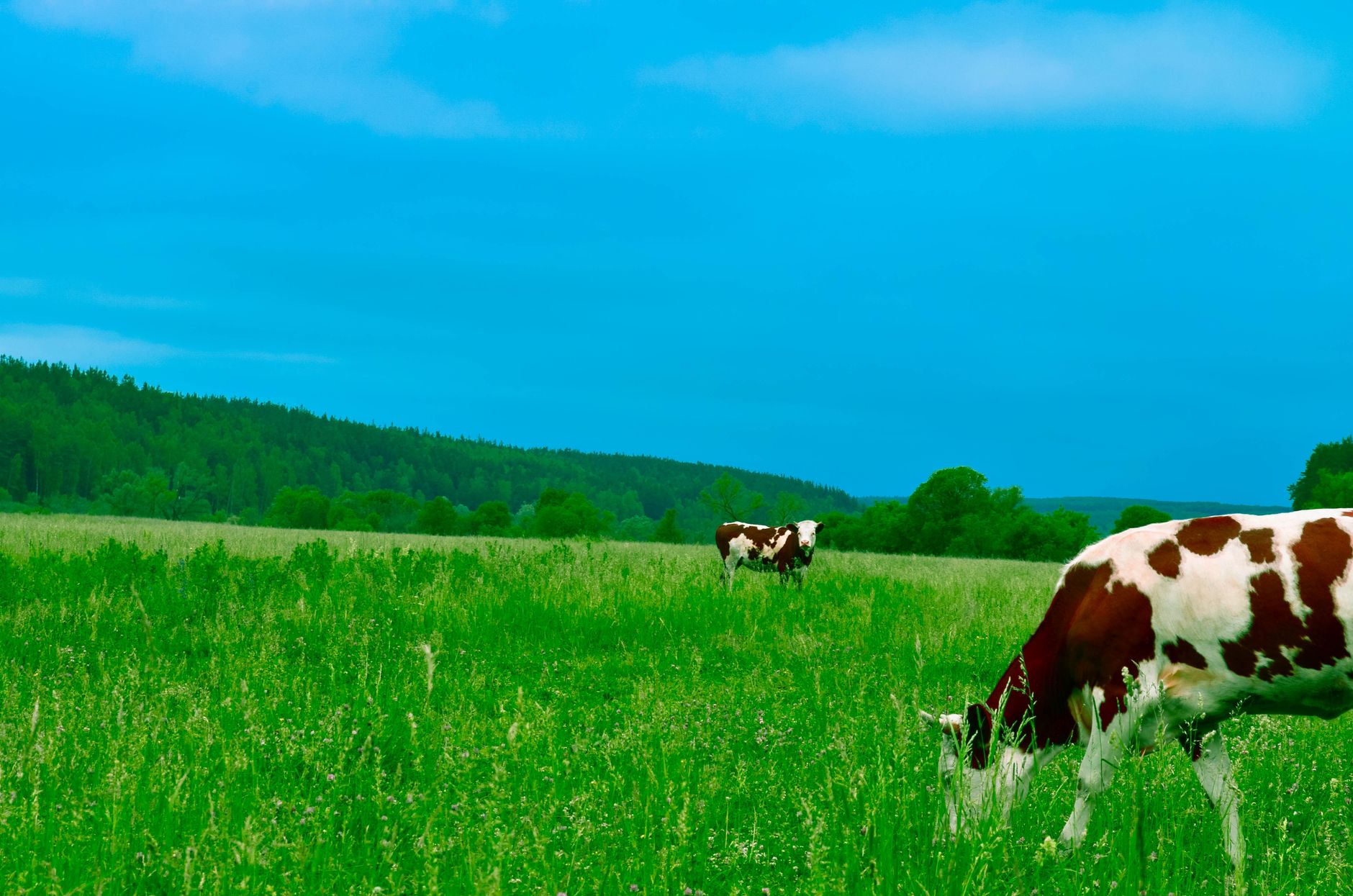 cows in the field