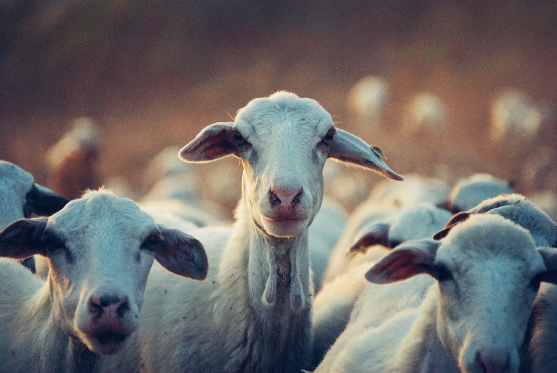 goats