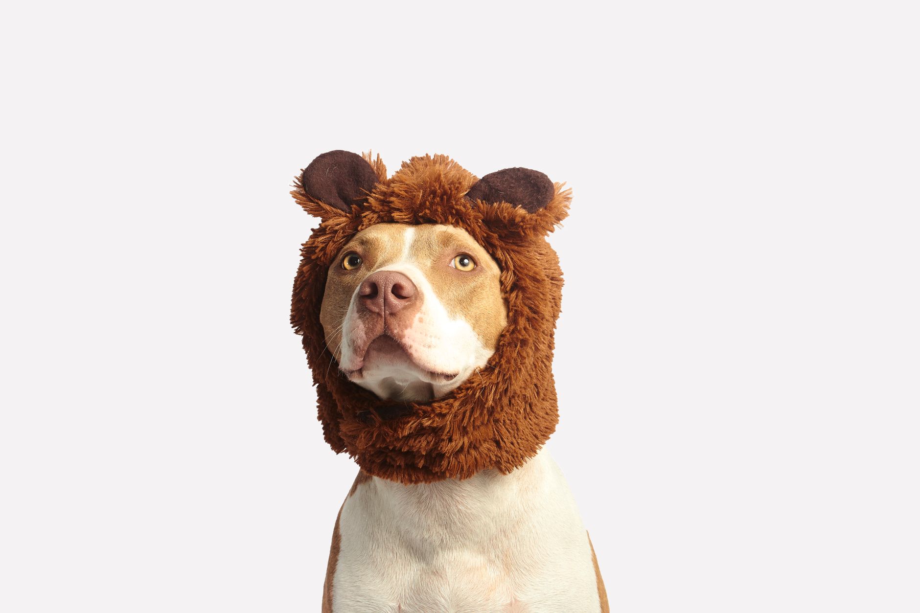 dog with head dress