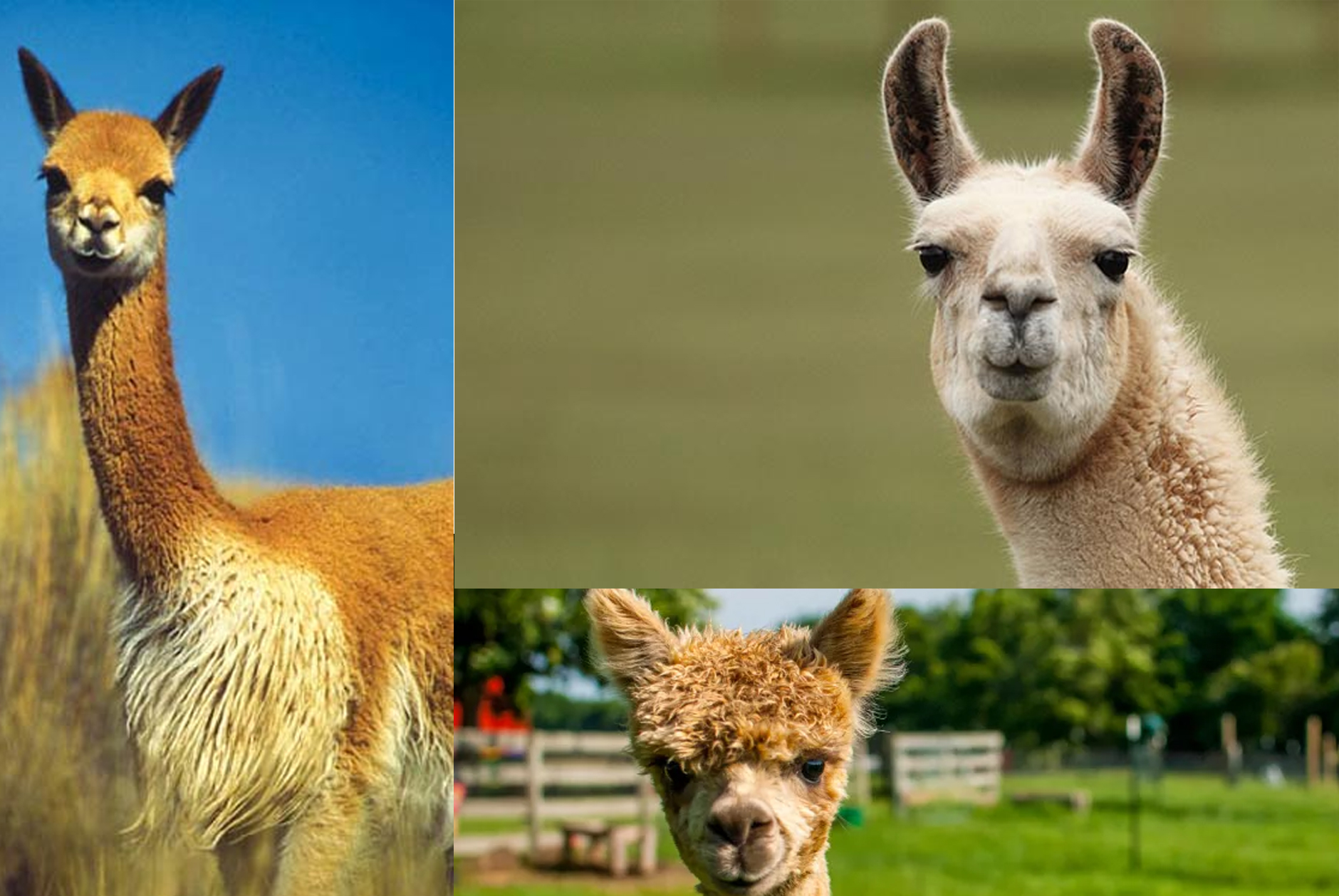 a collage photo of llamas