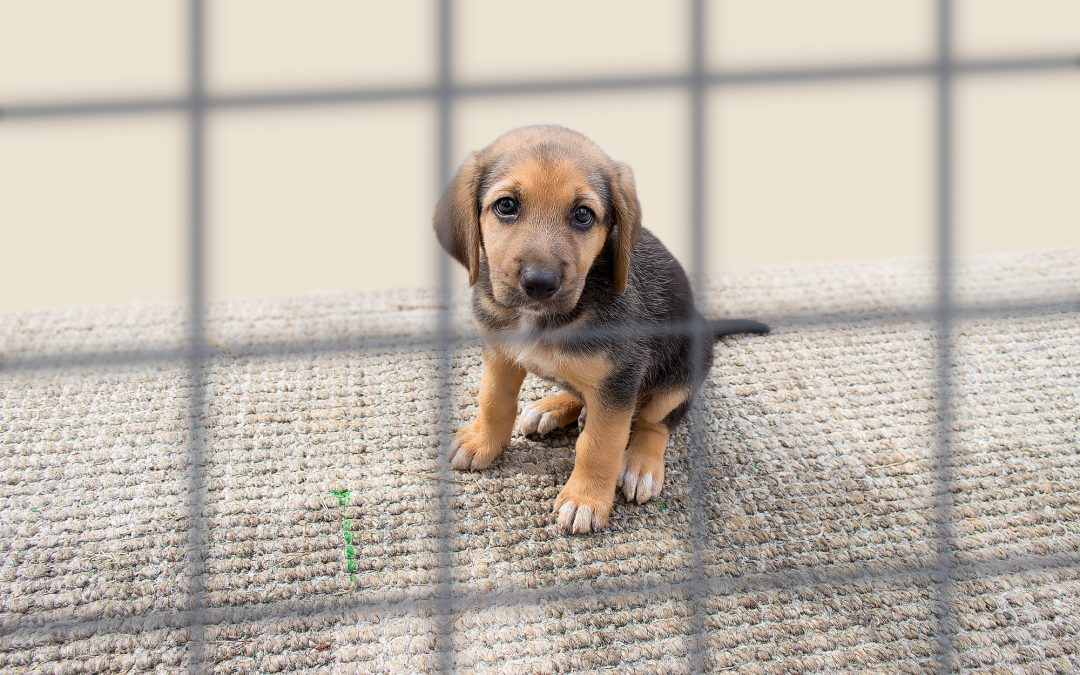 sad puppy in a kennel