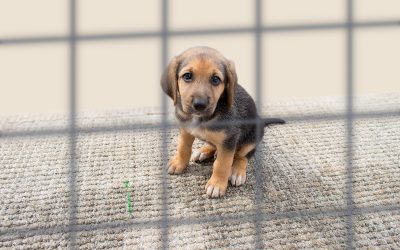 Everything You Need To Know About Humane Society International