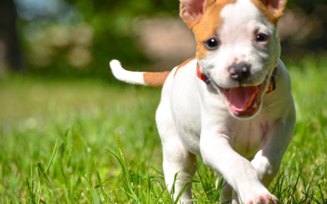 Everything You Need to Know About Lucky Dog Animal Rescue