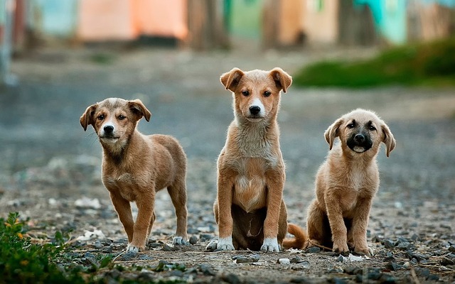 dogs at ct humane society