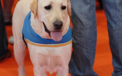 Guiding Eyes For The Blind: Everything That You Need To Know