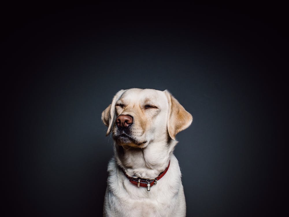 dog in black background