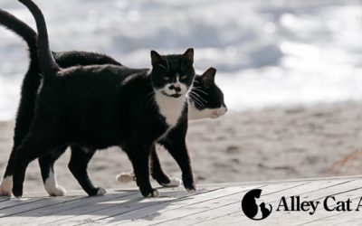 Everything You Need to Know About Alley Cat Allies: Cat Caregivers