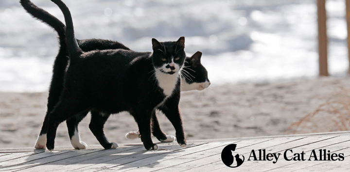 Alley Cat Allies Online, SAVE 50%.