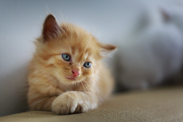 cute kitten