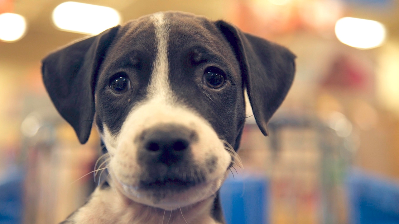 petsmart charities near me